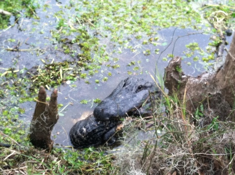 Louisiana Swamp Sights